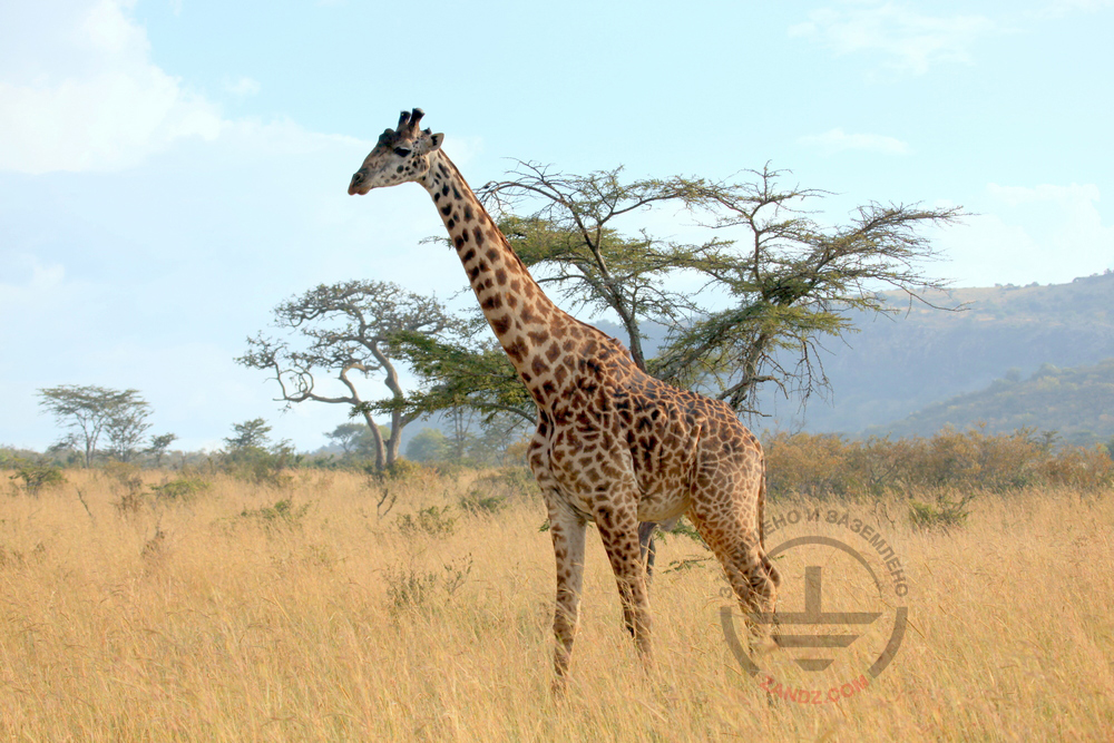 Giraffe's ossicones may attract lightning