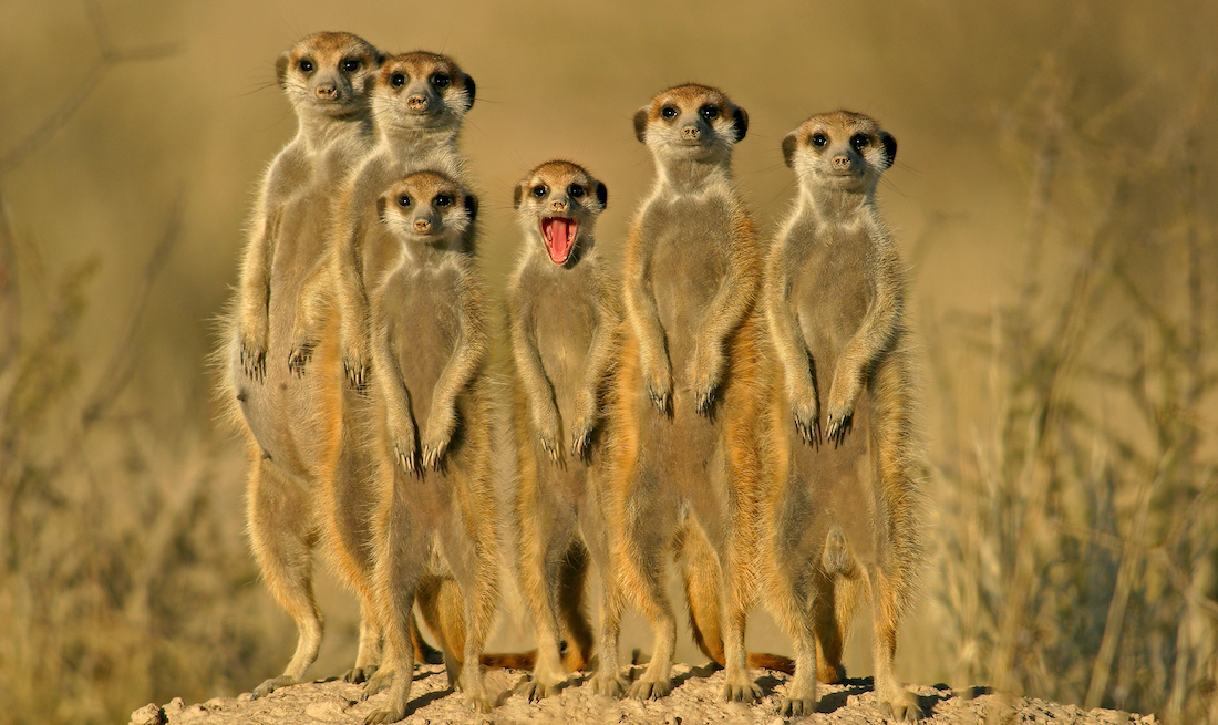 Lightning impact on meerkat population in South Africa